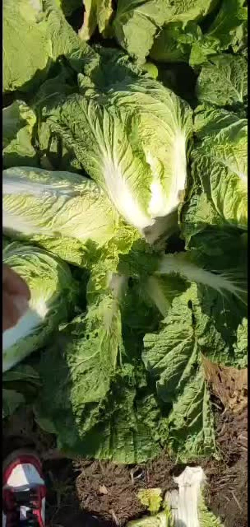 黑龙江黄心白菜大量上市
