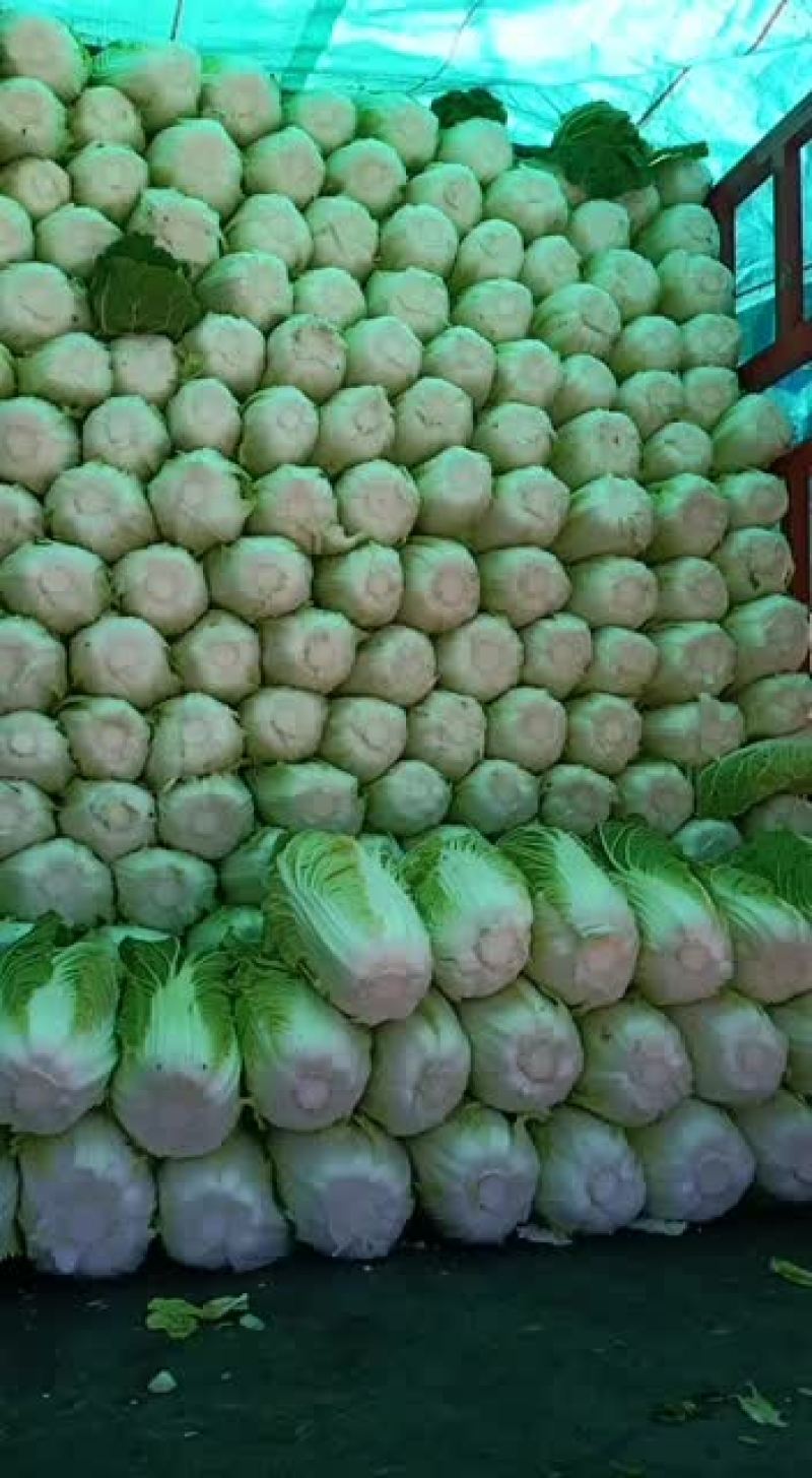 中颗黄心大白菜，。。。