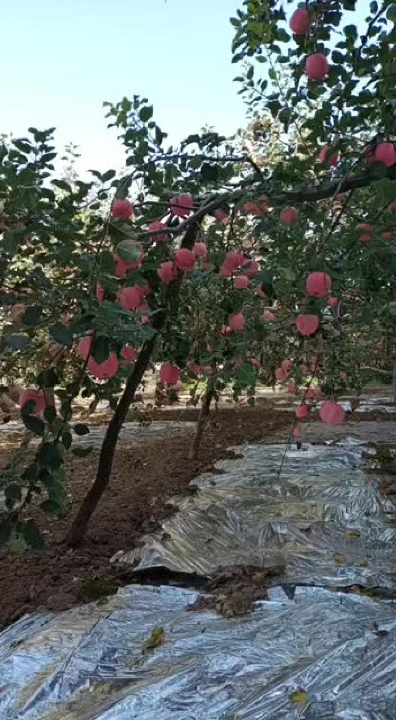 早熟红富士上色中欢迎订购