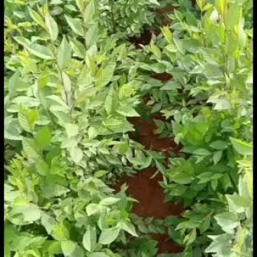 白榆小苗600高起。