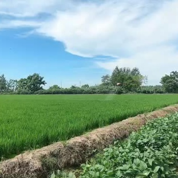 无人机打药全国各地上门服务作业