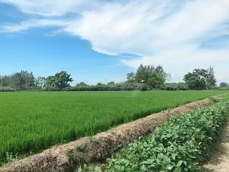 无人机打药全国各地上门服务作业