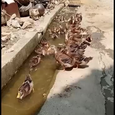 粤北农家自家圈养麻鸭