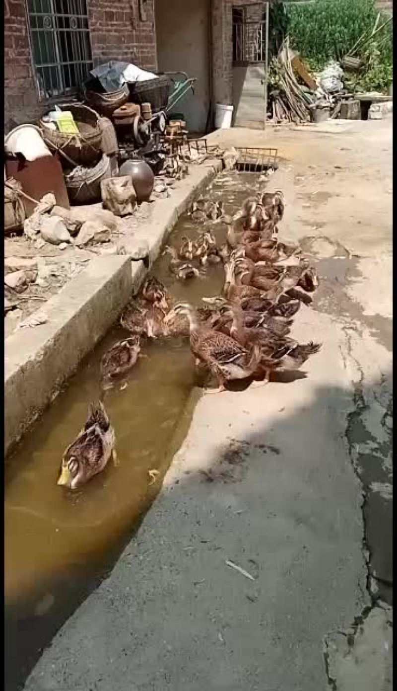粤北农家自家圈养麻鸭