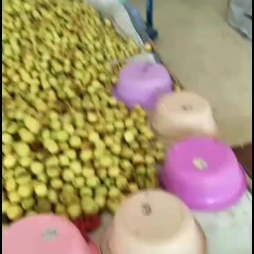 大朋果业，常年代办冬枣