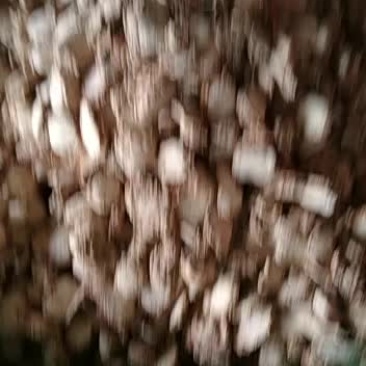 山奈片，可卤，炖，煮，焖