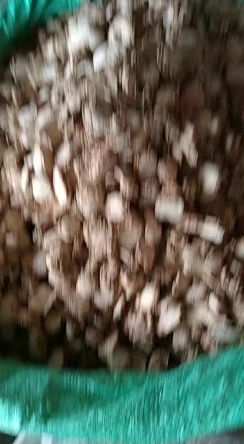 山奈片，可卤，炖，煮，焖