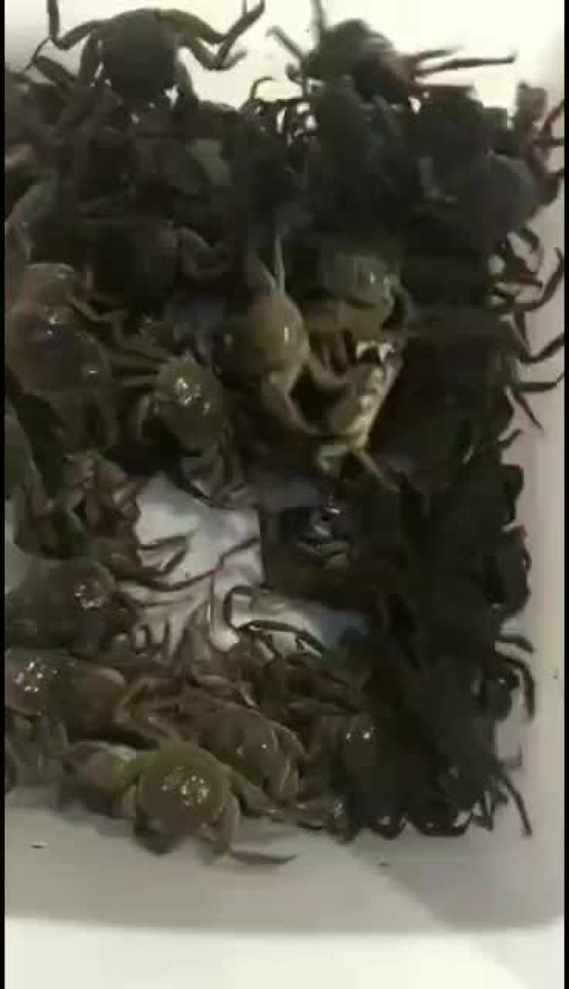 大量批发河蟹，各种规格，有公有母
