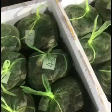 大量批发河蟹，各种规格，有公有母