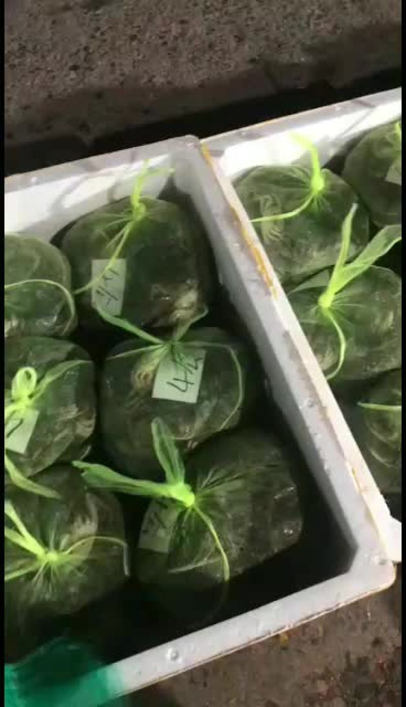 大量批发河蟹，各种规格，有公有母