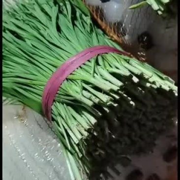 精品二刀韭菜，现在便宜了，大量走货，有需要的老板欢迎来电