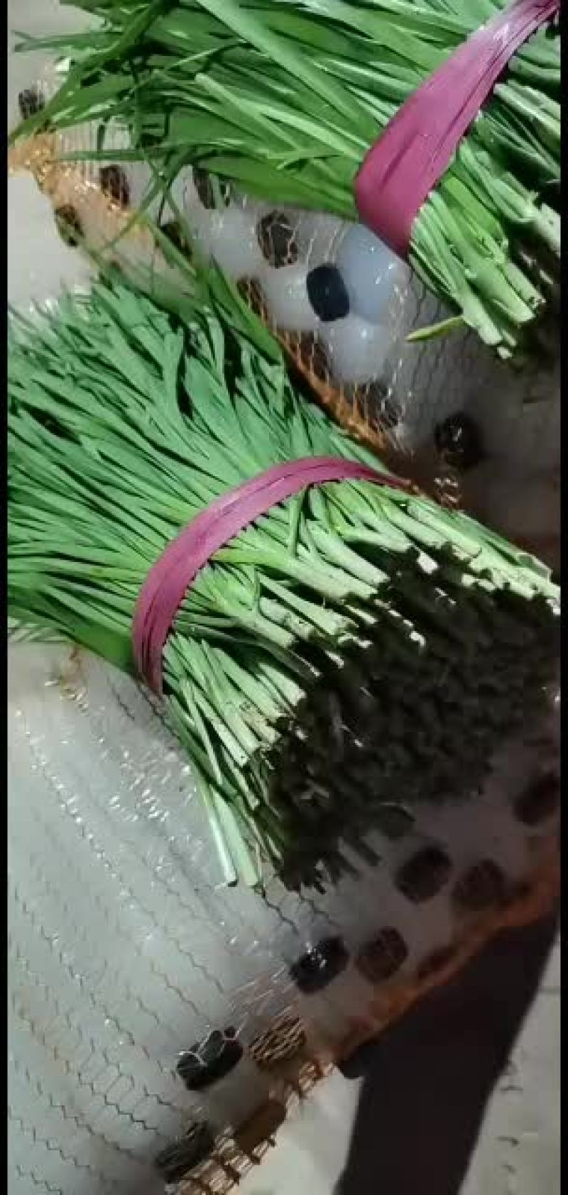 精品二刀韭菜，现在便宜了，大量走货，有需要的老板欢迎来电