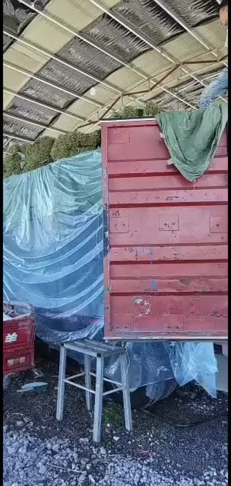 精品二刀韭菜，现在便宜了，大量走货，有需要的老板欢迎来电