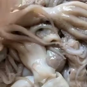 北部湾新鲜码头直供八爪鱼（章鱼）批发