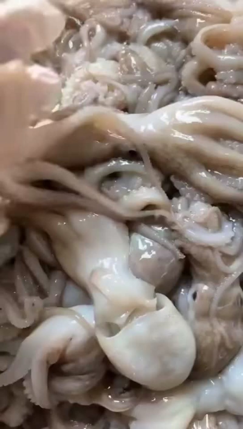 北部湾新鲜码头直供八爪鱼（章鱼）批发