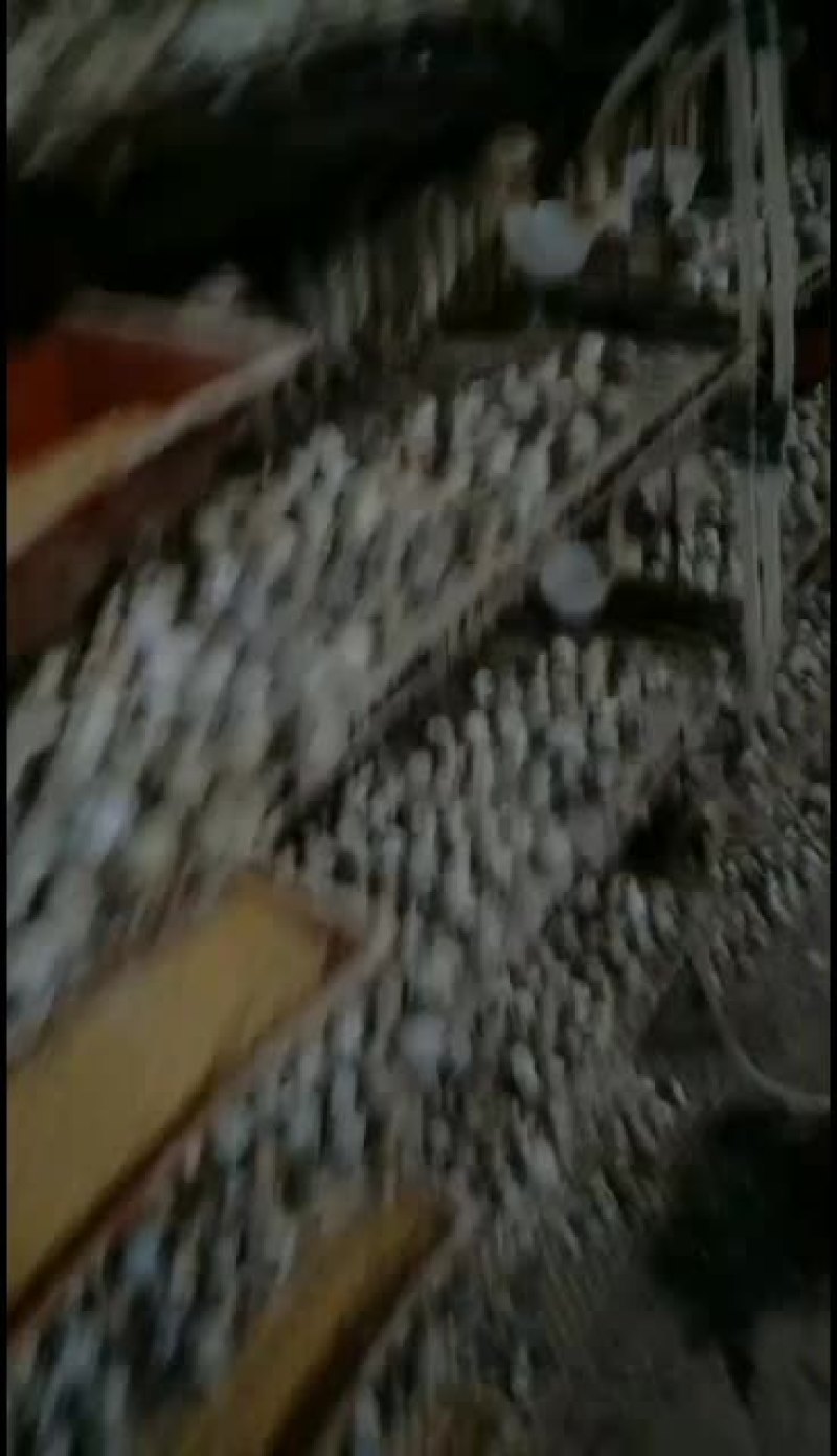 鹌鹑蛋大量有货鹌鹑蛋