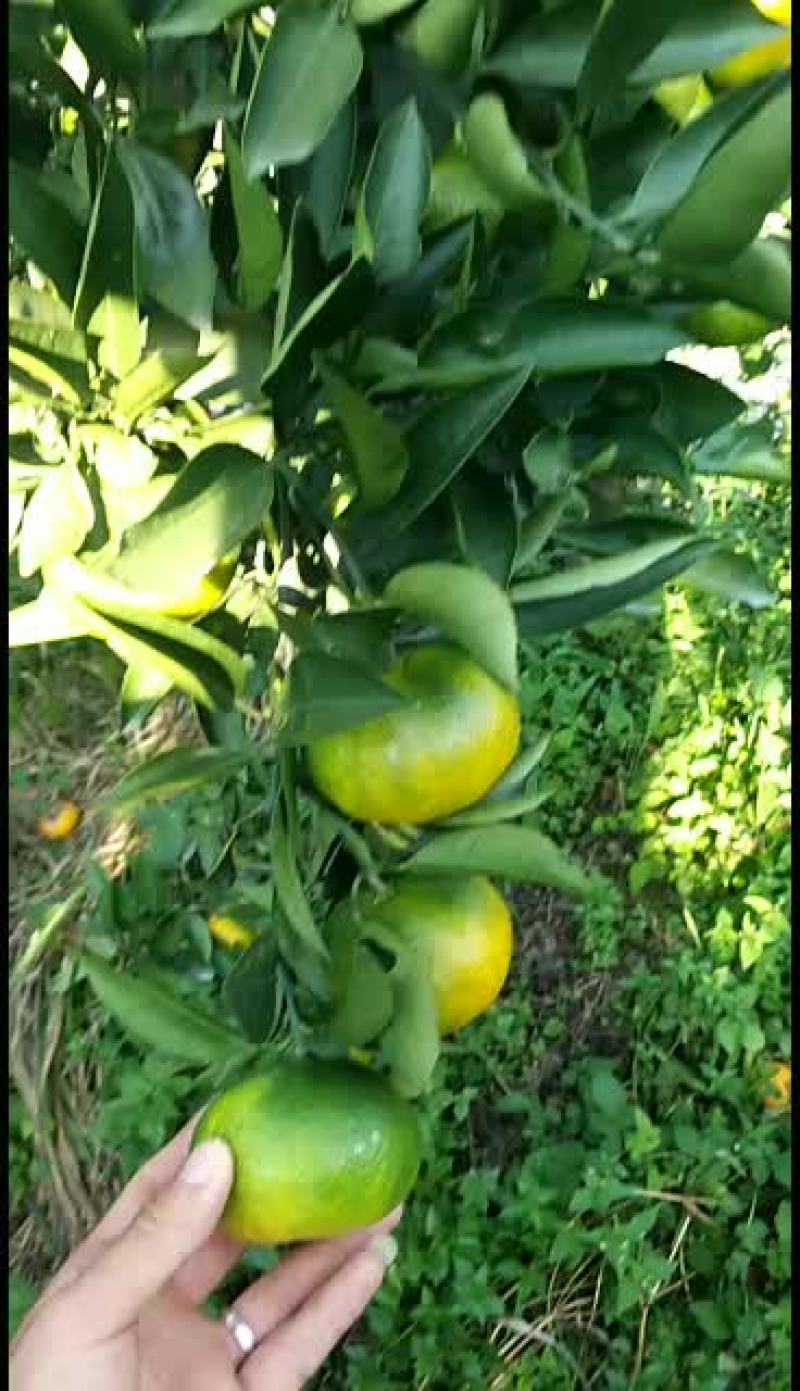 特早蜜橘持续大量订货中产地代发代办