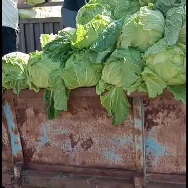 黑龙江肇州黄心大白菜大量上市中，有需要的老板随时联系