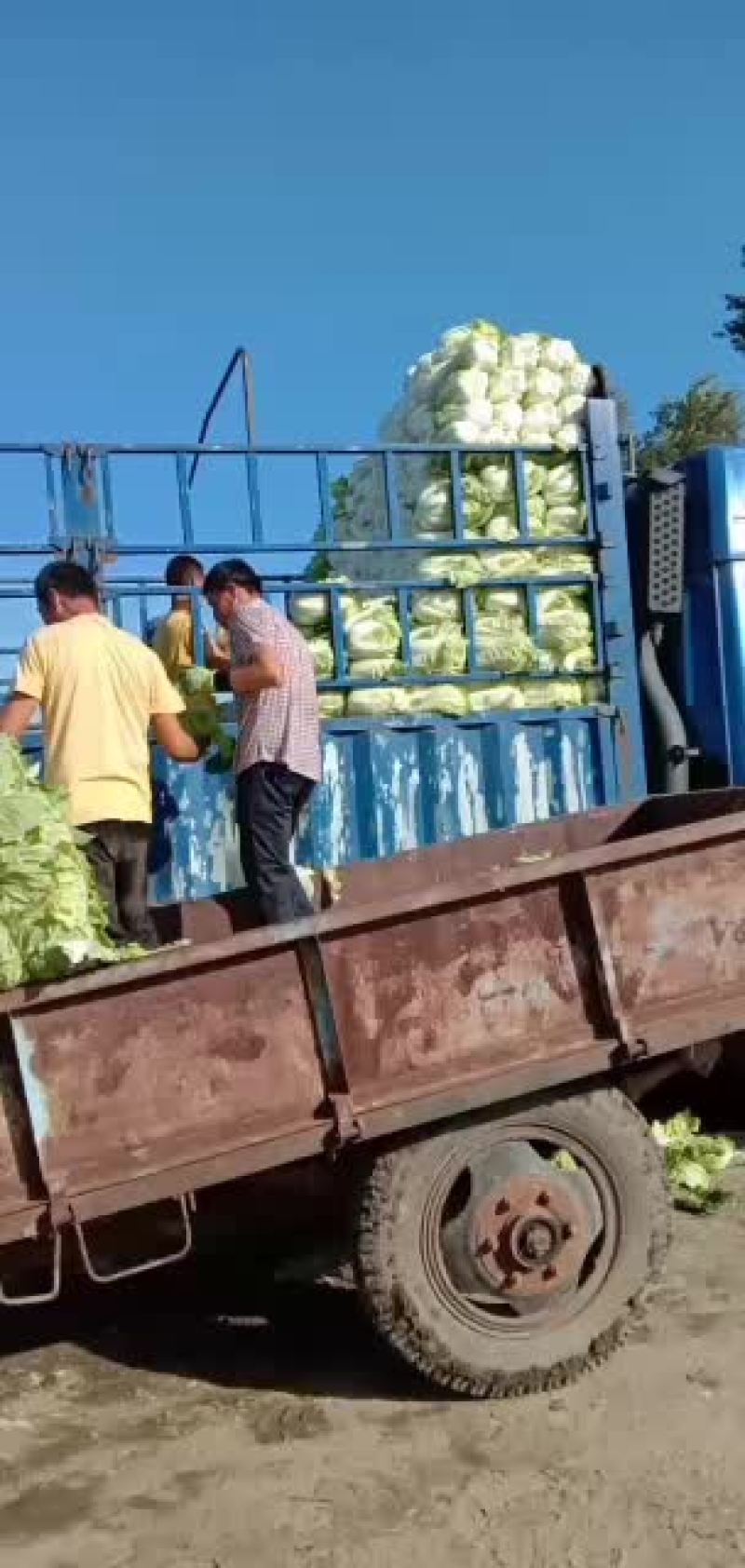 黑龙江肇州黄心大白菜大量上市中，有需要的老板随时联系