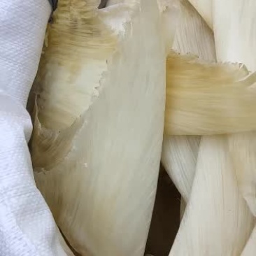 合发鱼翅批发行！！！