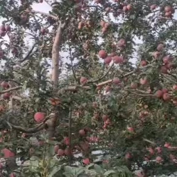 产地直发昭通各类苹果