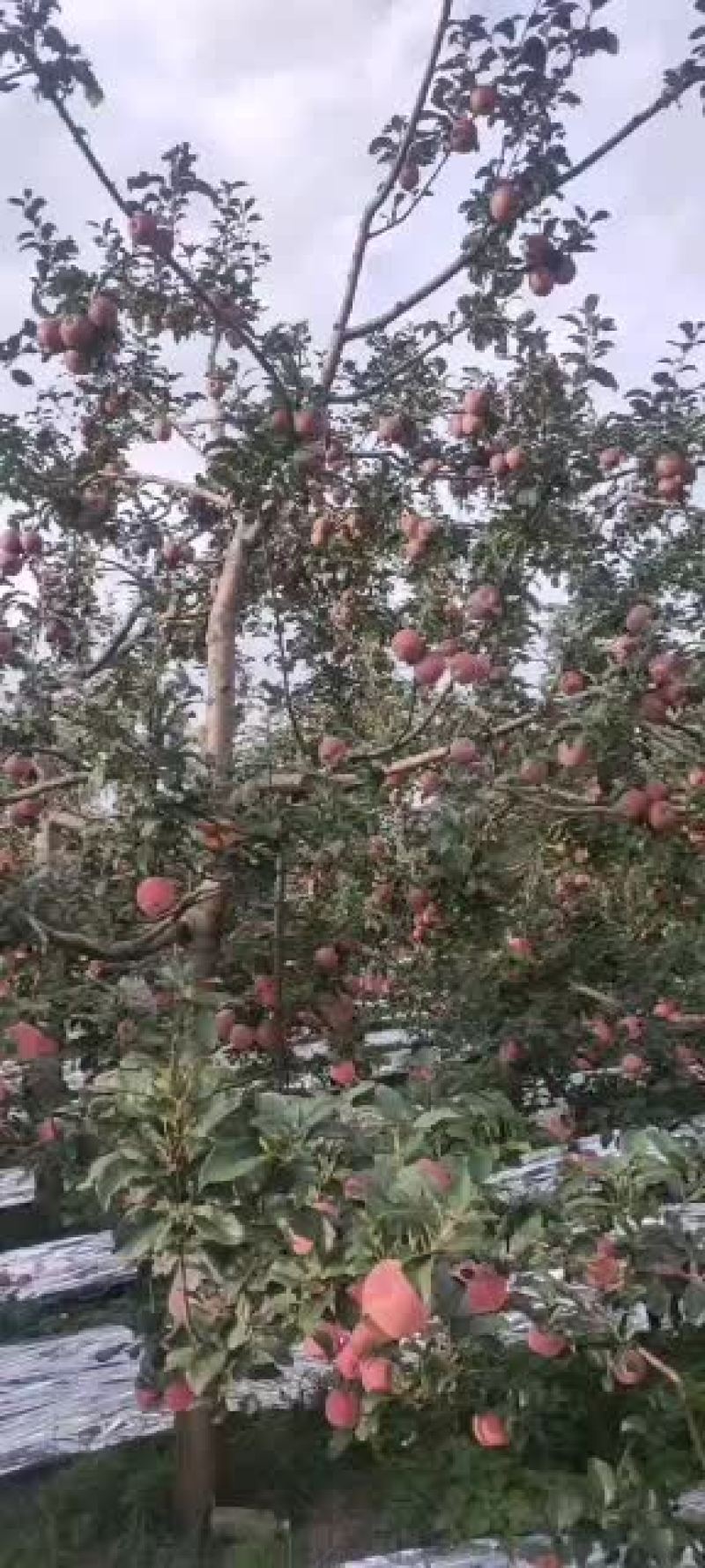 产地直发昭通各类苹果