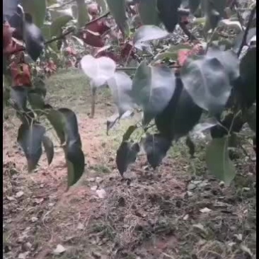 酥梨,陕西酥梨皮薄味道甜需要大客户可以联系我