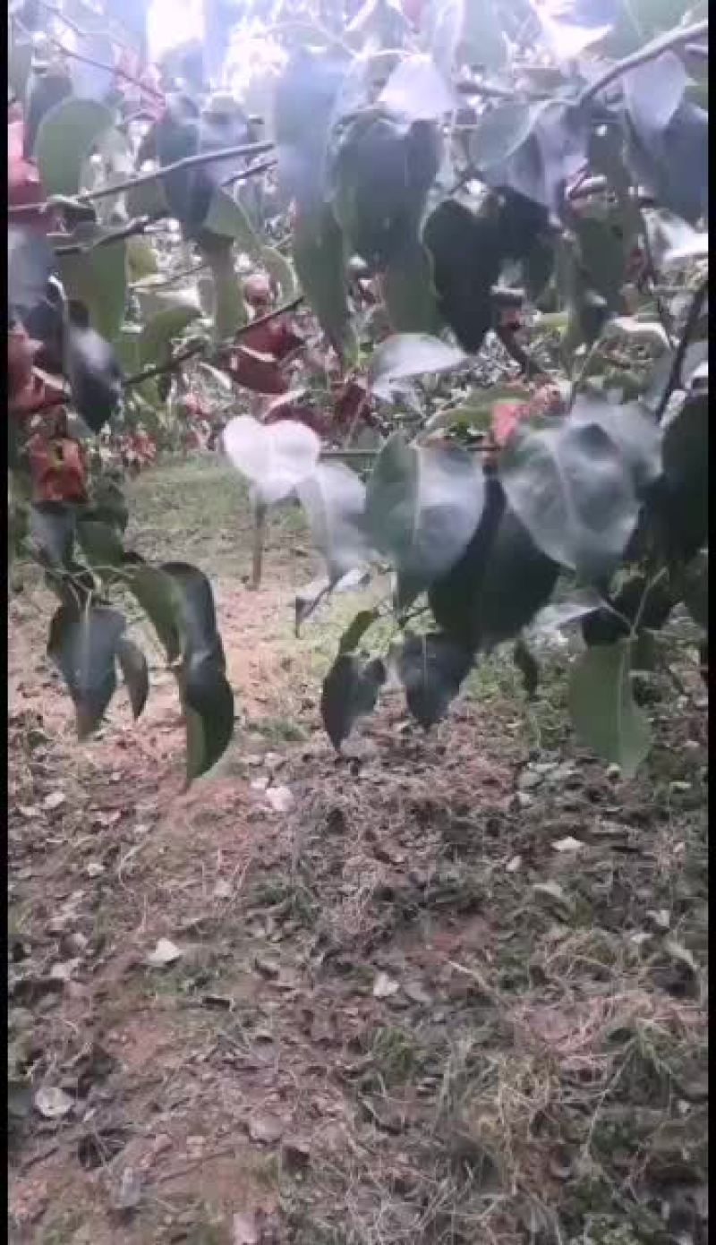 酥梨，陕西酥梨皮薄味道甜需要大客户可以联系我