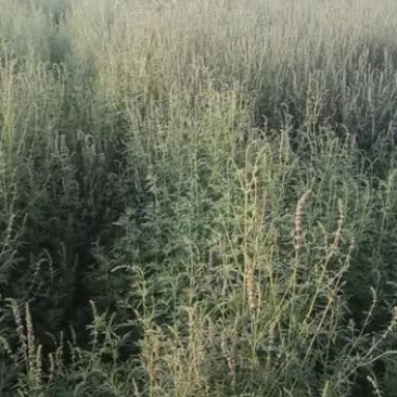 荆芥，优质好药材出售