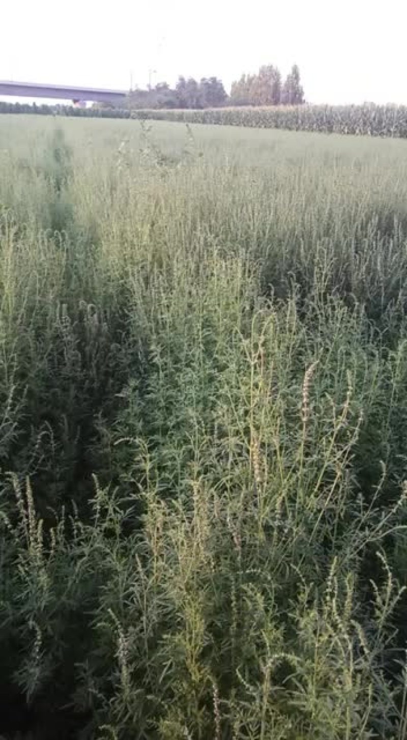 荆芥，优质好药材出售