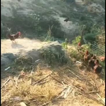 散养大公鸡出售5斤以上