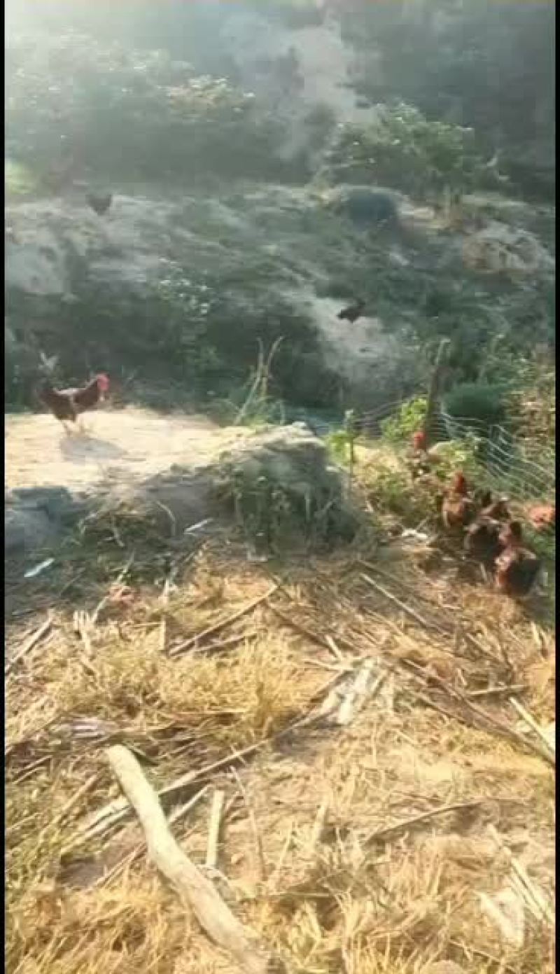 散养大公鸡出售5斤以上