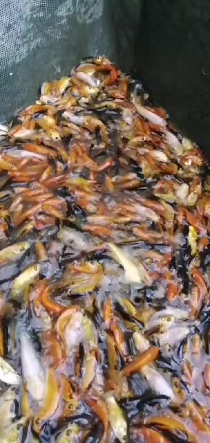 红鲤鱼苗，锦鲤鱼苗，大量批发水产地直销