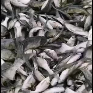 花莲，草鱼，鲤鱼苗子，一斤30--50尾的，需要得来看看