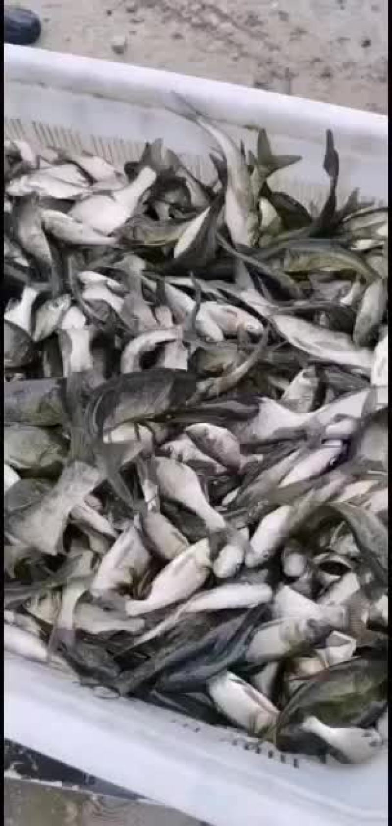 花莲，草鱼，鲤鱼苗子，一斤30--50尾的，需要得来看看
