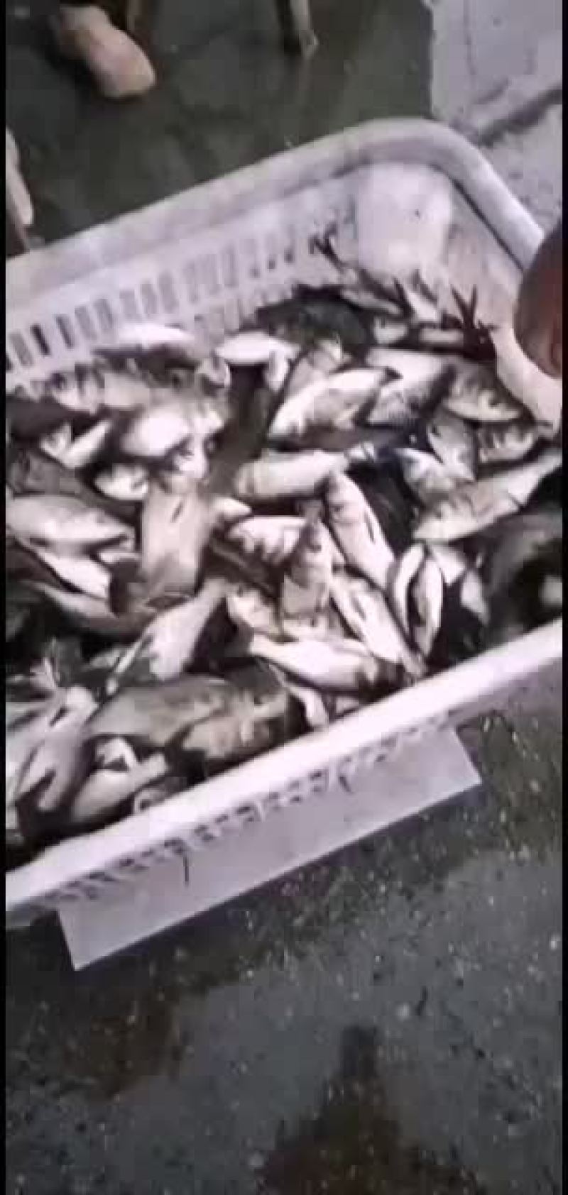 花莲，草鱼，鲤鱼苗子，一斤30--50尾的，需要得来看看