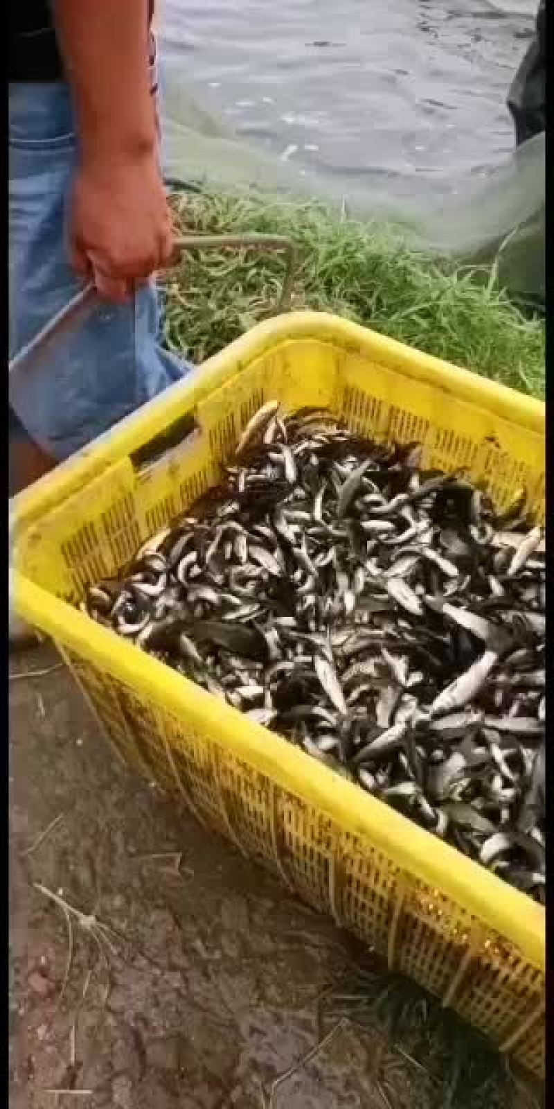 花莲，草鱼，鲤鱼苗子，一斤30--50尾的，需要得来看看
