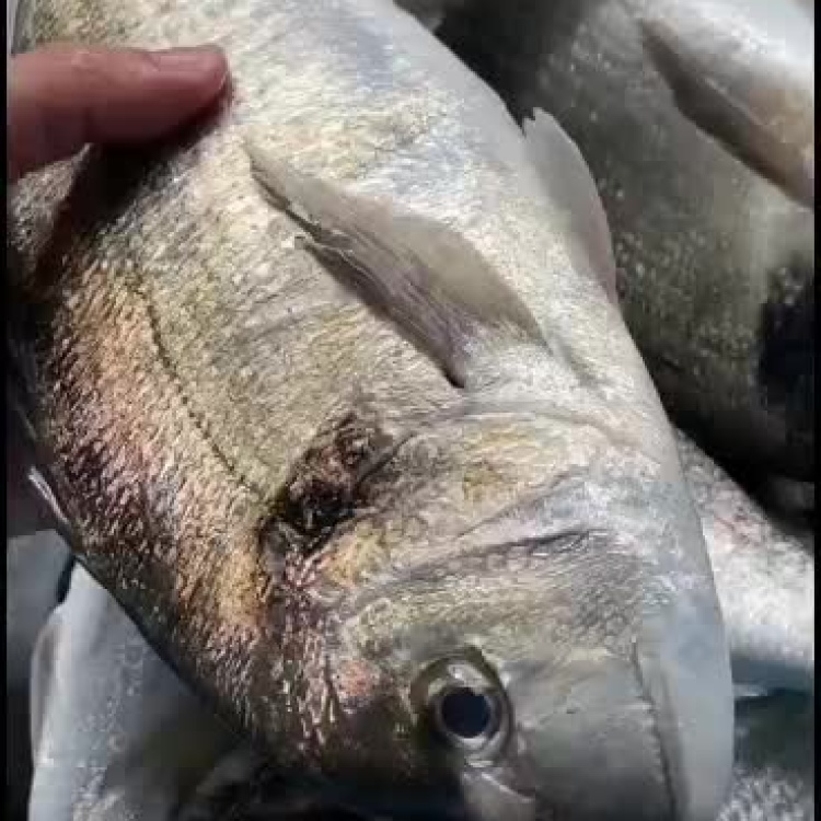 [刺身食材]金头鲷鱼,日式刺身料理食材,冰鲜海鲜