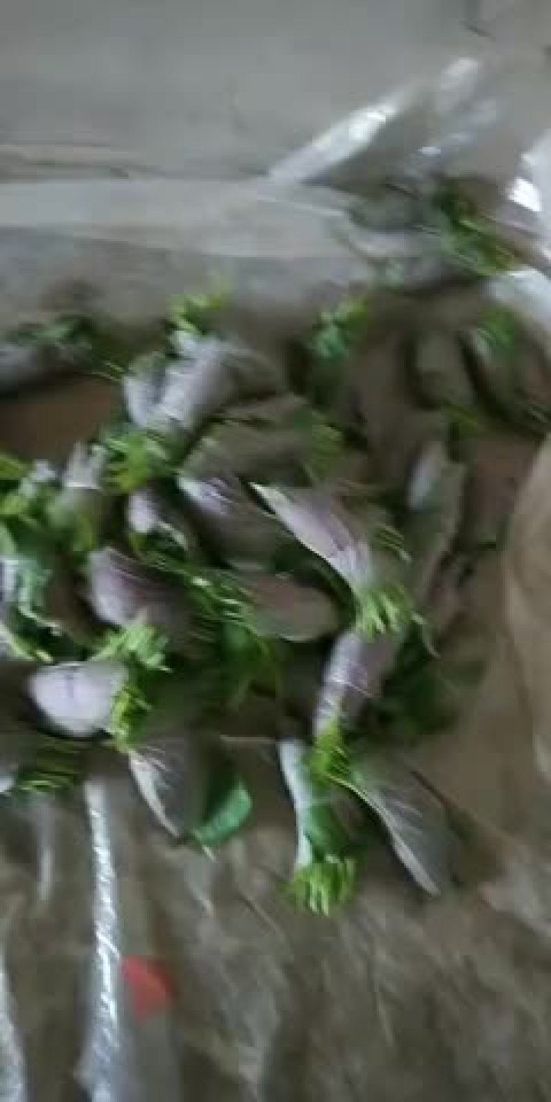 自己农场种植的新鲜苏子叶