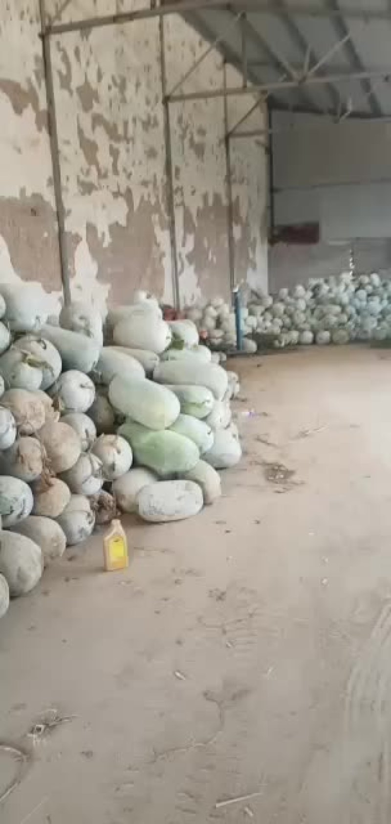 海南冬瓜大量上市了，园冬瓜