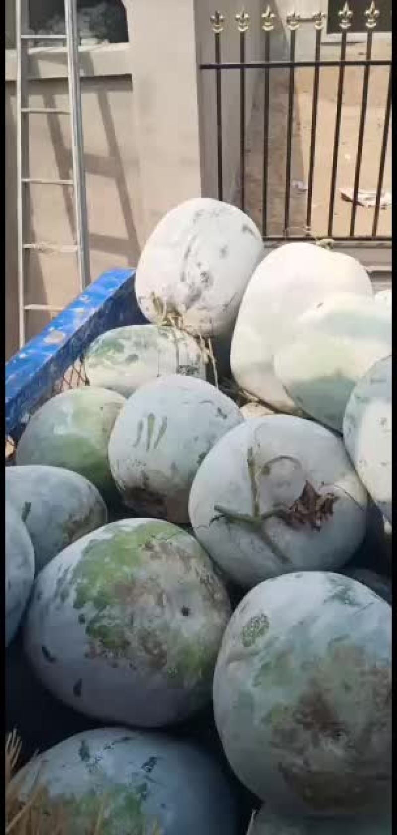 海南冬瓜大量上市了，园冬瓜