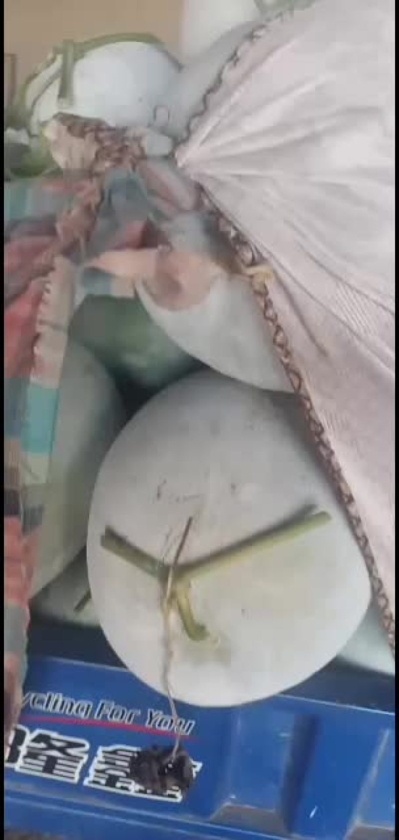 海南冬瓜大量上市了，园冬瓜