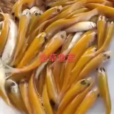 金丝草鱼苗欢迎订购！