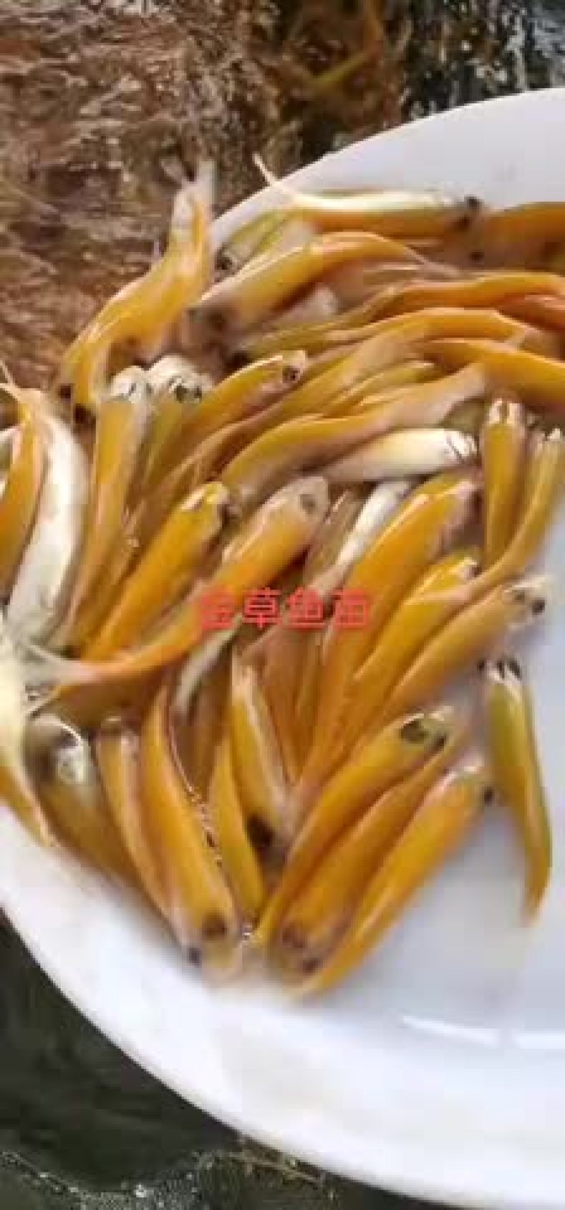 金丝草鱼苗欢迎订购！