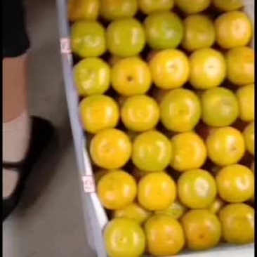 精品特早蜜橘，口感好，个头大，汁多，质量保证