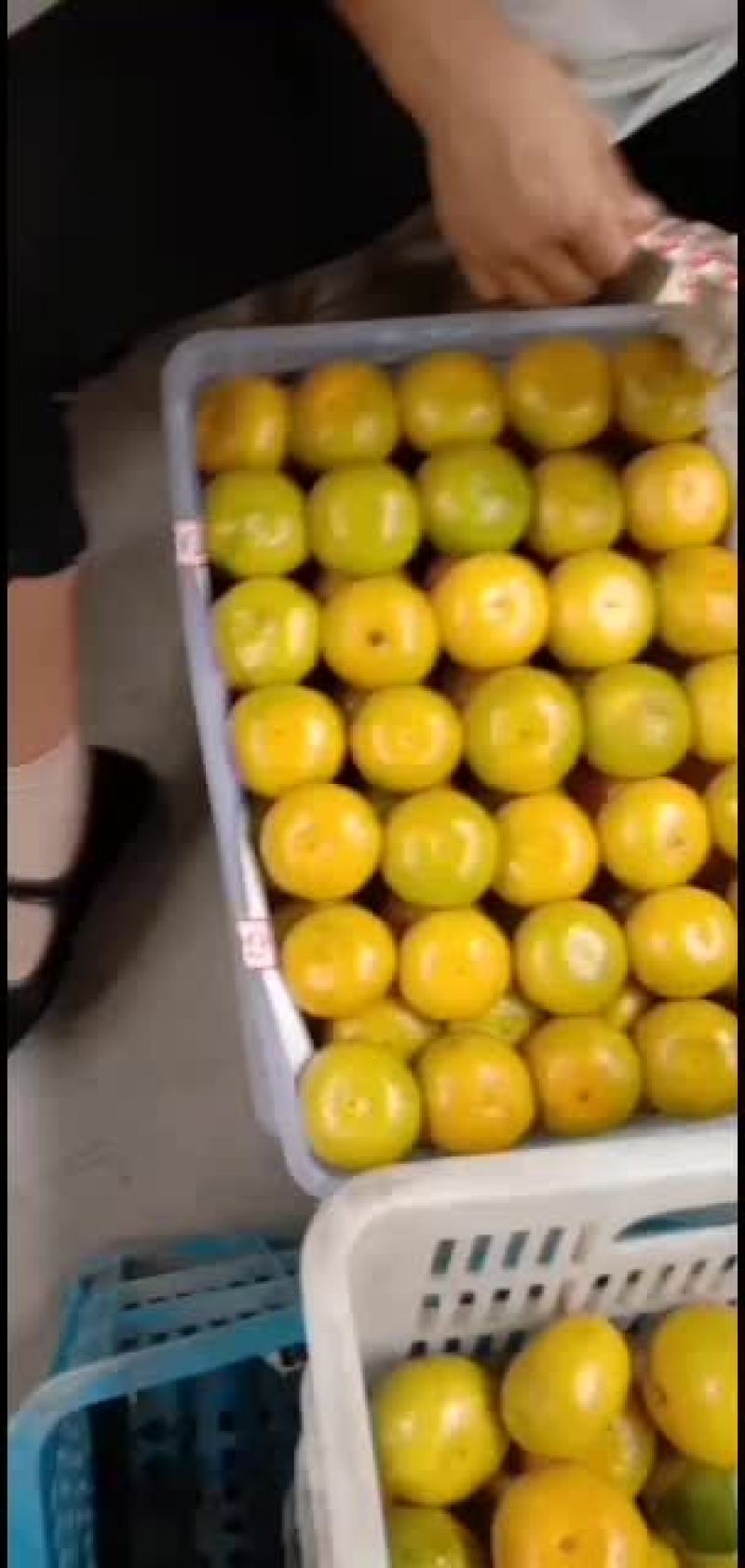 精品特早蜜橘，口感好，个头大，汁多，质量保证