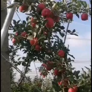 昭通红富士即将大量上市