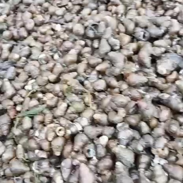 饲料螺蛳江浙沪附近的客户可联系