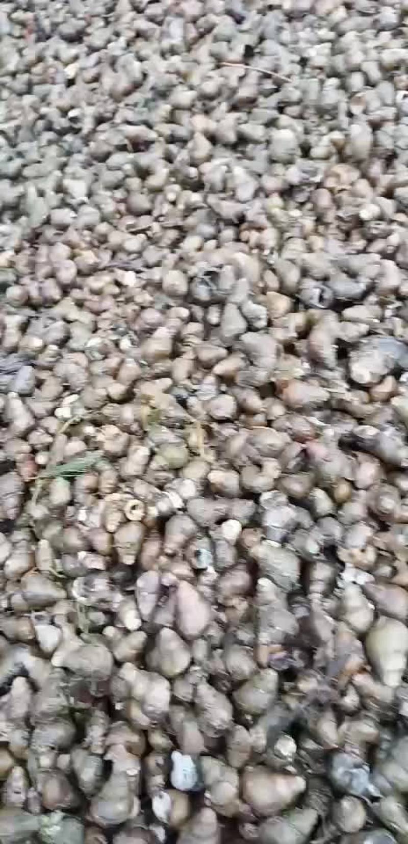 饲料螺蛳江浙沪附近的客户可联系