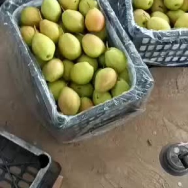 梨红香酥，脆甜，有香味